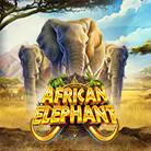 African Elephant-